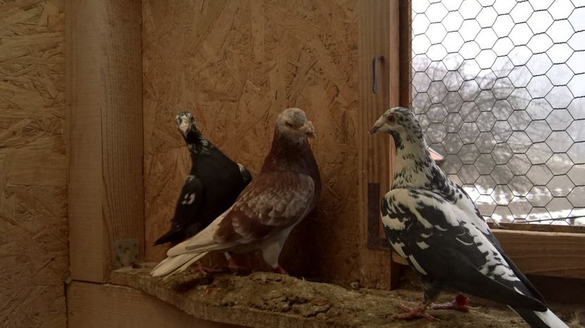  - 5_2 MATCA VOIAJORI 2017