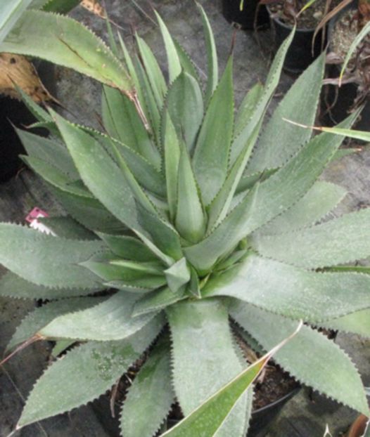 agave_polyacantha - Agave - aloe americana