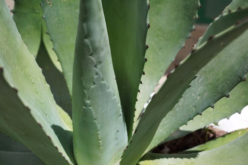 agave-americana - Agave - aloe americana