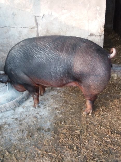  - Scroafa duroc american pur