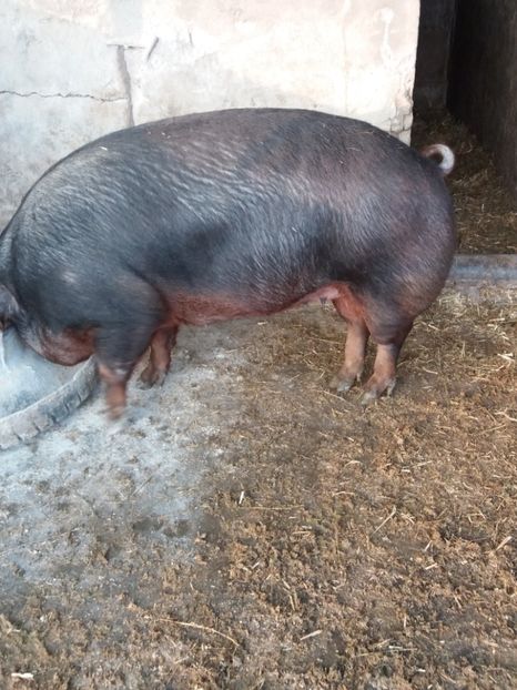  - Scroafa duroc american pur