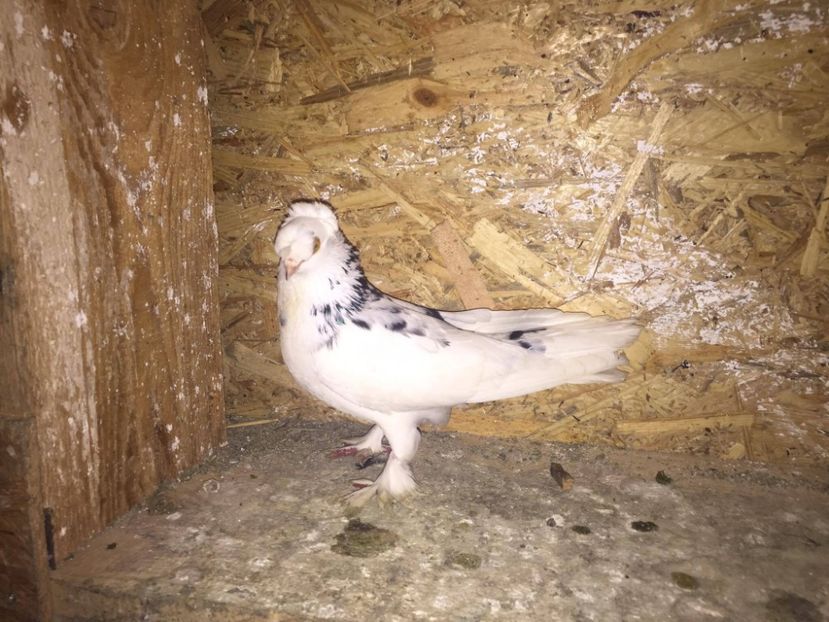 Mascul 2016 - Jucatori de Ardeal