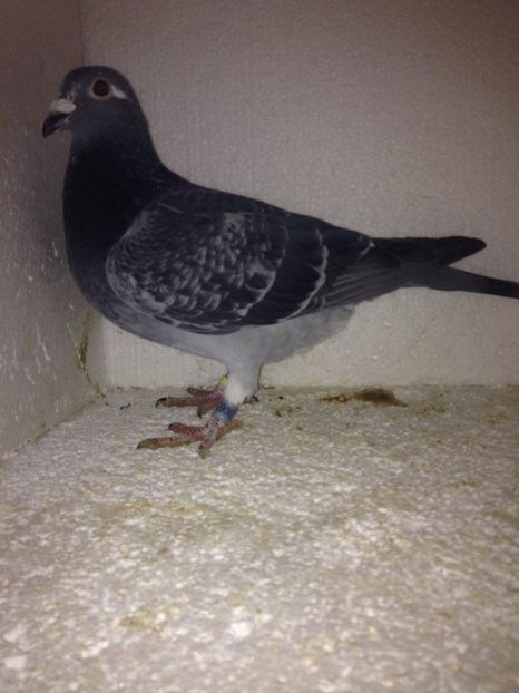 M 2016 AARDEN-E.MERLEIN-E.DEVOS 100 RON,TATA NORMA MARATON - VANZARE PORUMBEI 2016