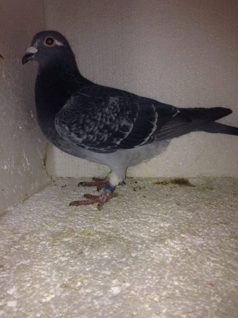  - VANZARE PORUMBEI 2016