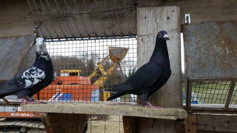  - Voiajori Le Petrain Zburatori 2017