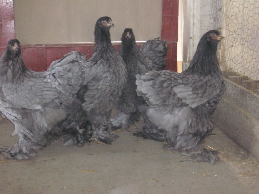 P1180237 - brahma albastru 2017