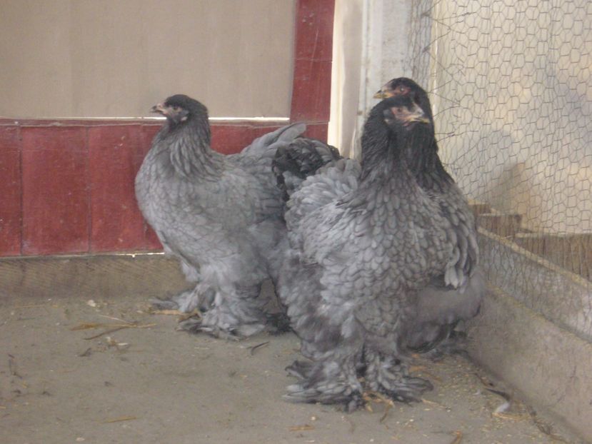 P1180248 - brahma albastru 2017