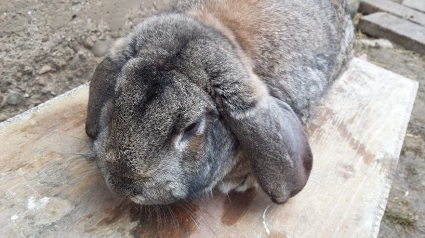  - Mascul bg aguti de vanzare