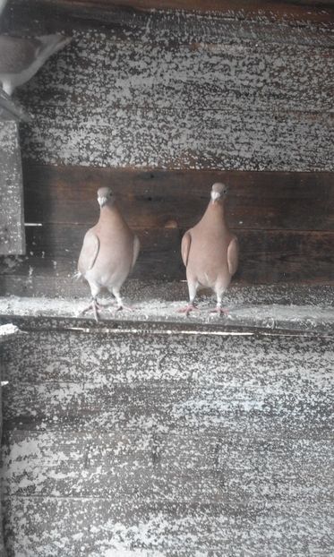  - porumbei voiajori galbeni