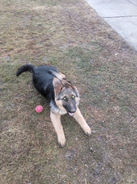 6 luni - Paza gospodariei