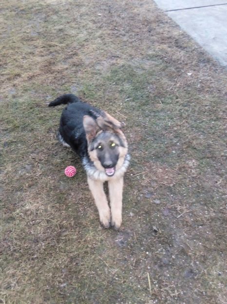 Ciobanesc German F 4,5 luni - Paza gospodariei