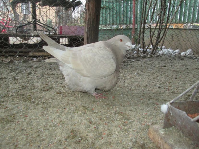 F 2012 - PERECHI 2017 AGH