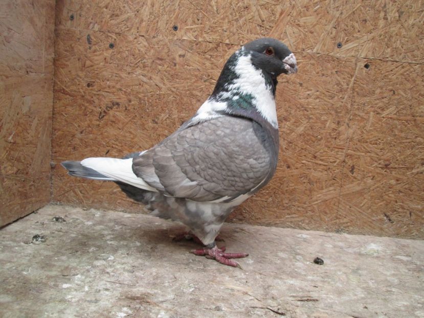 M 2014 HU - PERECHI 2017 AGH