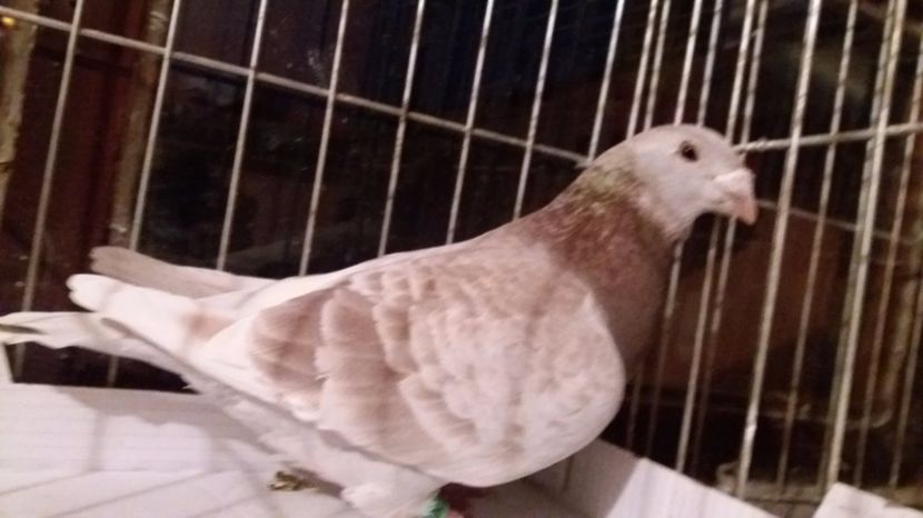  - CUPLURI TRESTII 2018