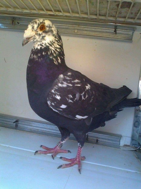 Mascul - Porumbeii Lepietrain