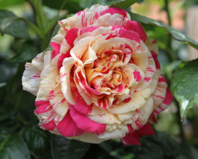 Vanille-Fraise - catarator - DORINTE - TRANDAFIRI