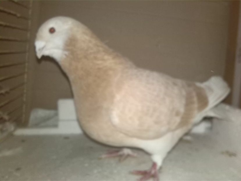 Vandut - O parte din porumbei vanduti