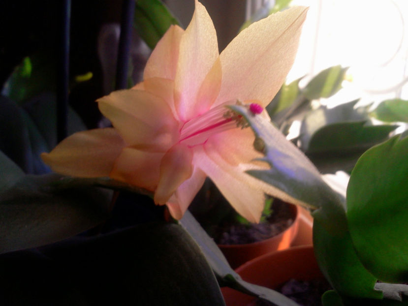 Fotografie5526 - Schlumbergera 2014-prezent