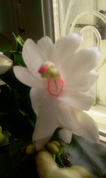 Fotografie8029 - Schlumbergera 2014-prezent