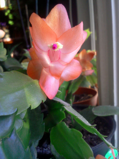 Fotografie5529 - Schlumbergera 2014-prezent