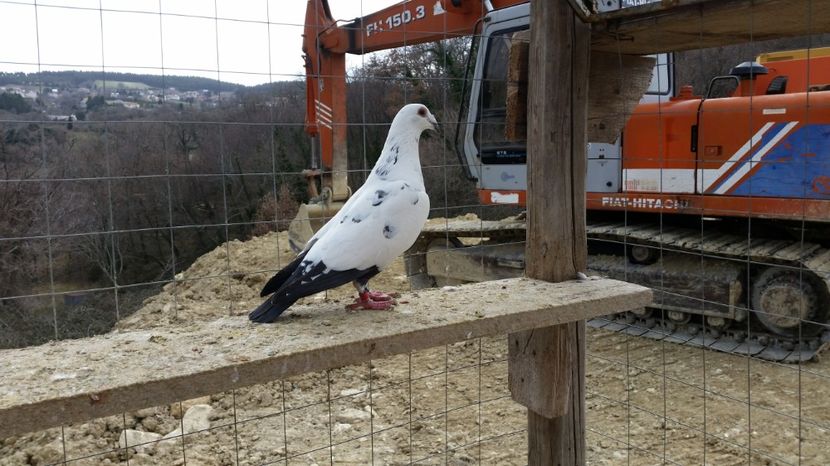  - Voiajori Le Petrain Zburatori 2017