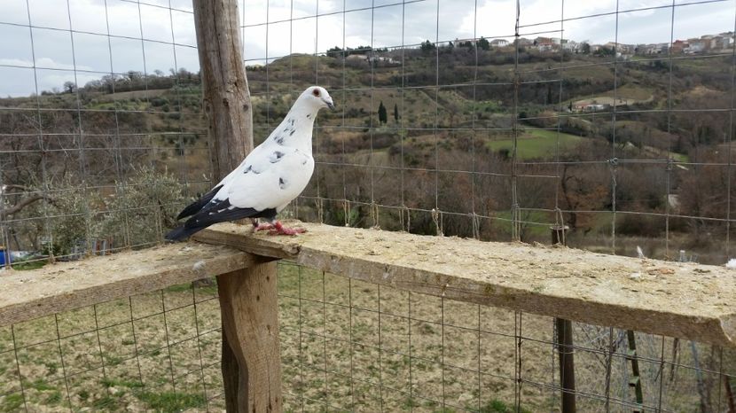  - Voiajori Le Petrain Zburatori 2017