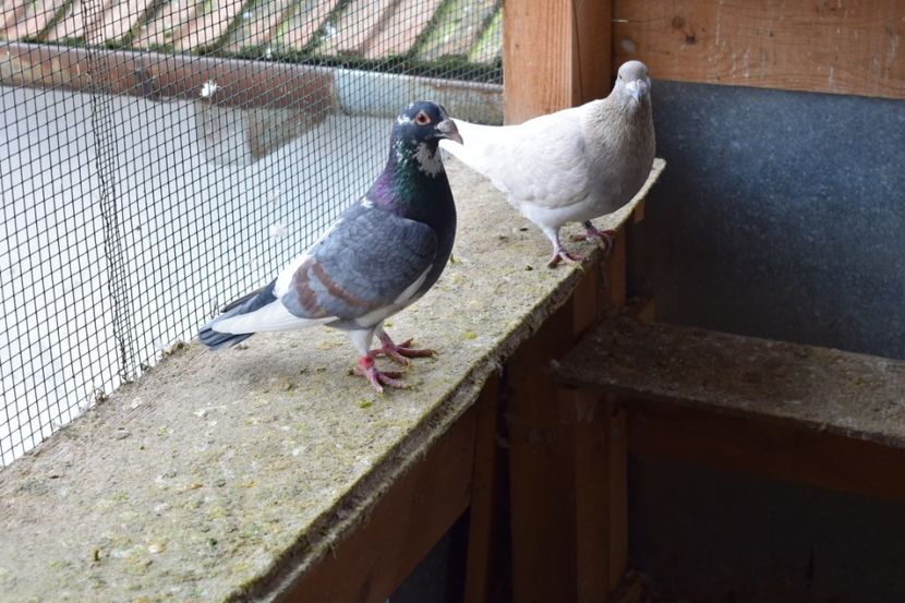  - Porumbei la Gramada pentru 2016