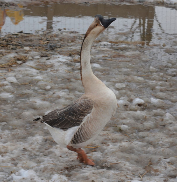 chinezu batran - B2 - Gaste Africane si Chinezesti