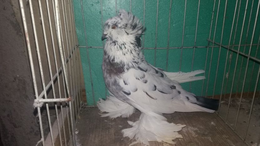 MASCUL 2016 - URIASI MAGHIARI DE VANZARE