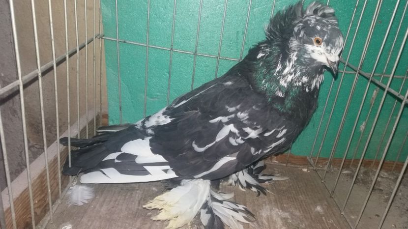 MASCUL 2016 - URIASI MAGHIARI DE VANZARE