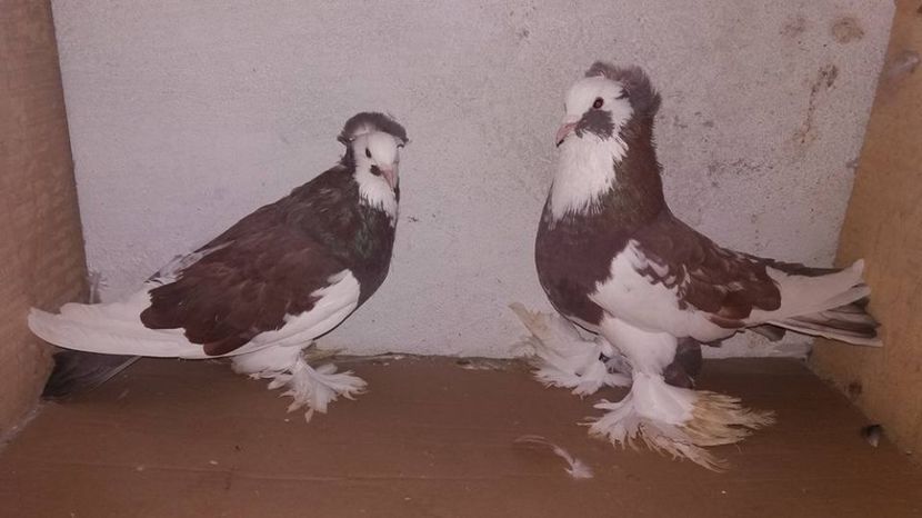  - URIASI MAGHIARI DE VANZARE