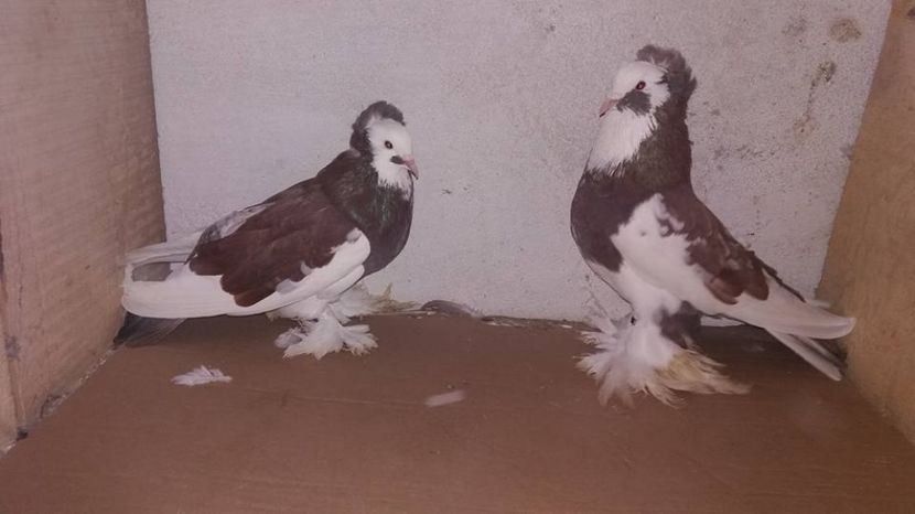  - URIASI MAGHIARI DE VANZARE