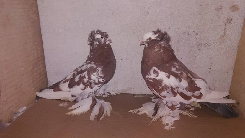  - URIASI MAGHIARI DE VANZARE