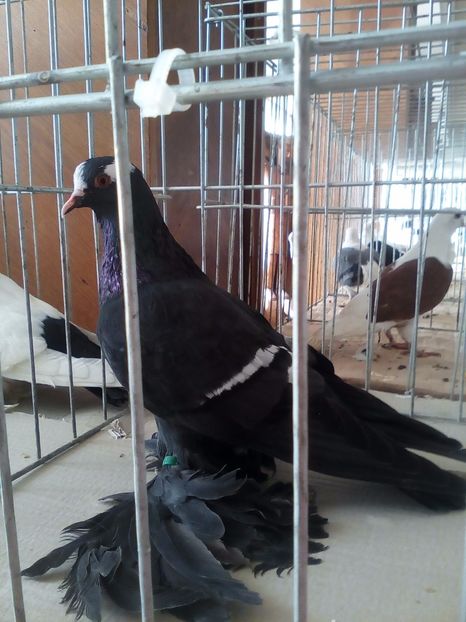  - Preoti Saxoni Fara Calota