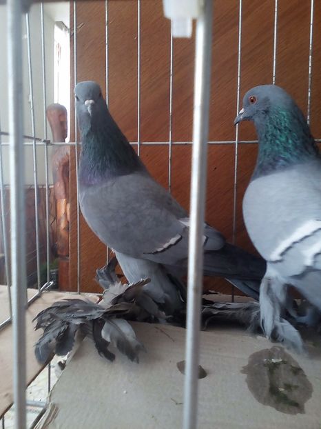  - Preoti Saxoni Fara Calota