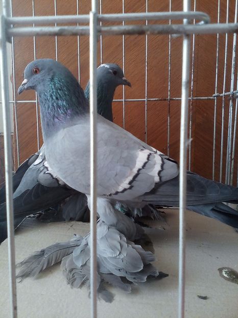  - Preoti Saxoni Fara Calota