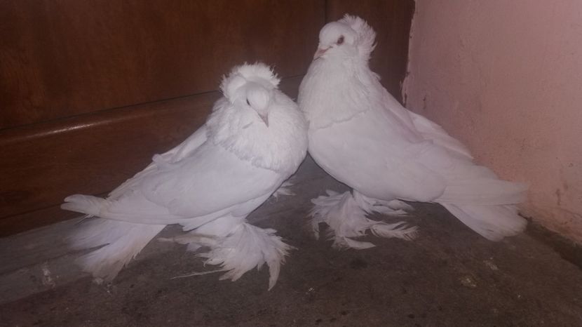 Pereche 2013 - URIASI MAGHIARI DE VANZARE