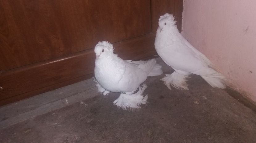  - URIASI MAGHIARI DE VANZARE