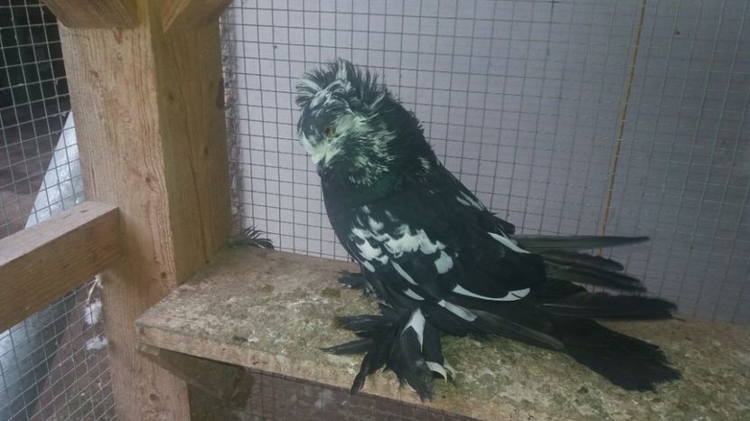  - URIASI MAGHIARI DE VANZARE