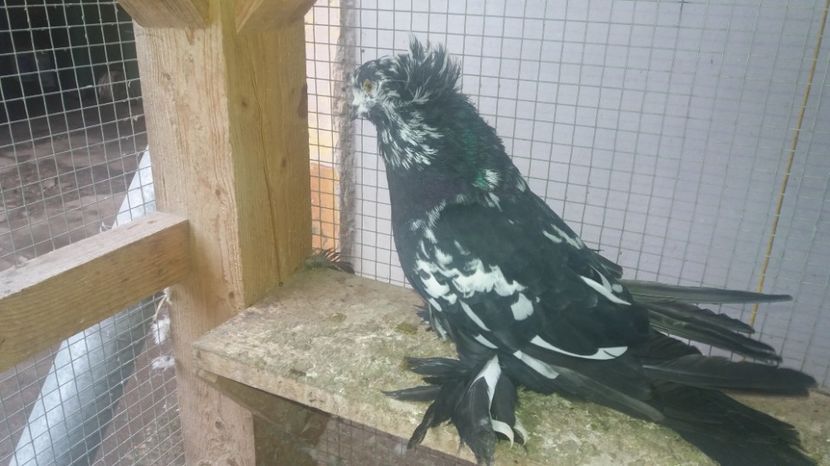  - URIASI MAGHIARI DE VANZARE