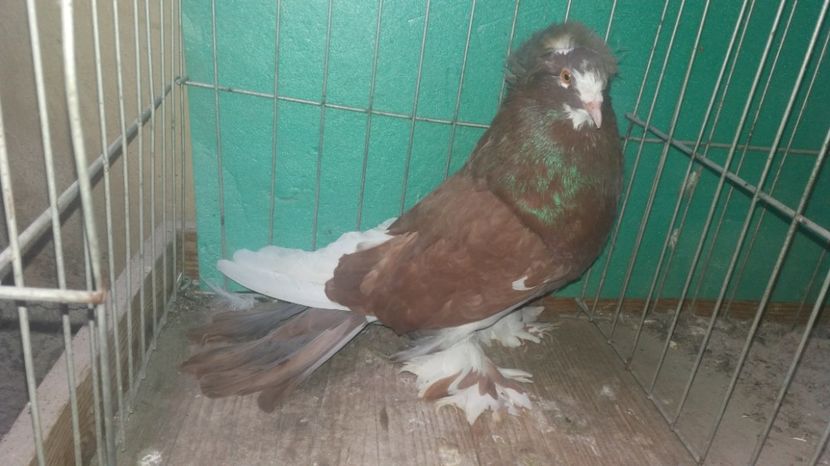 MASCUL 2016 - URIASI MAGHIARI DE VANZARE