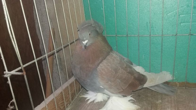 MASCUL2015 - URIASI MAGHIARI DE VANZARE