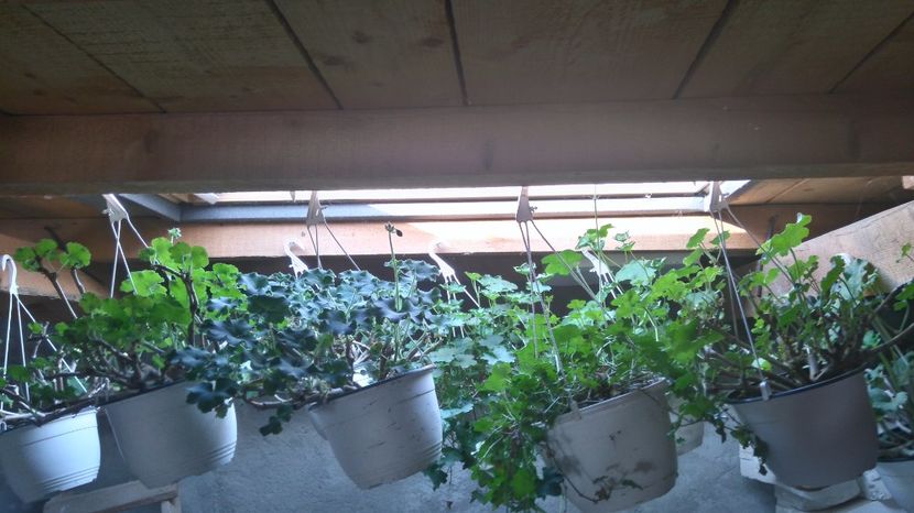 Muscata ghivece mari - Plante de interior