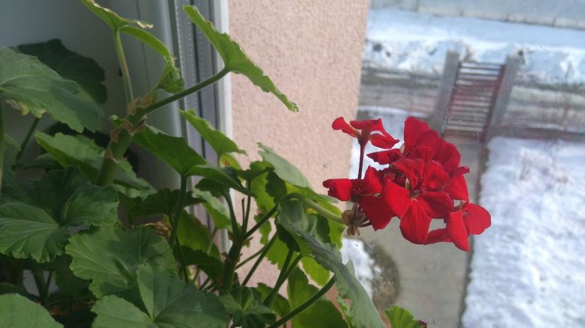  - Plante de interior