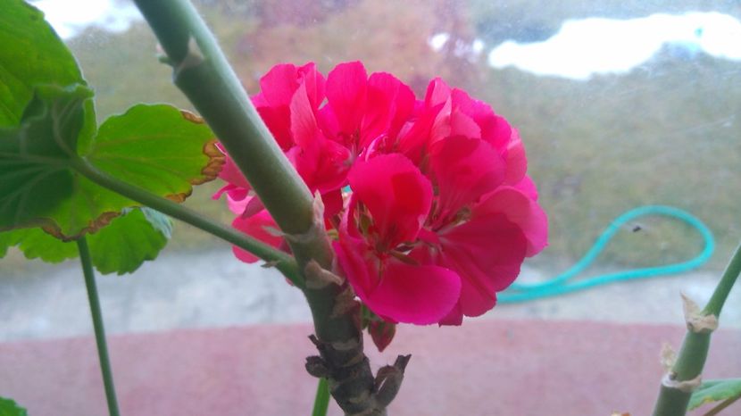 Muscata roz - Plante de interior