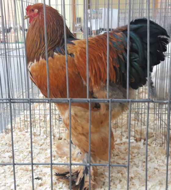  - C ocosi pentru reproductie 2017