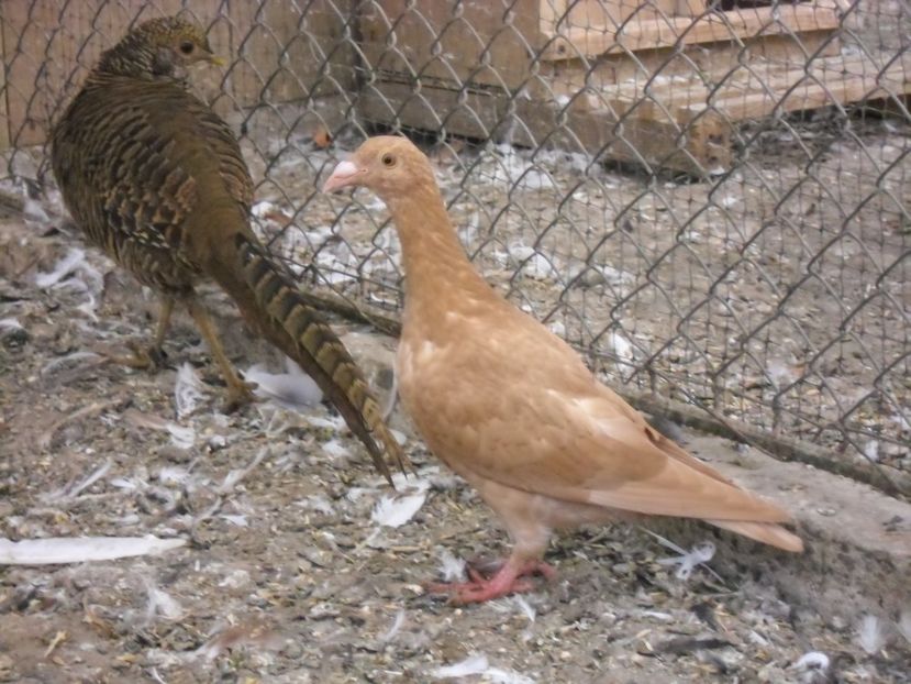 CIMG9806 - e voianjori