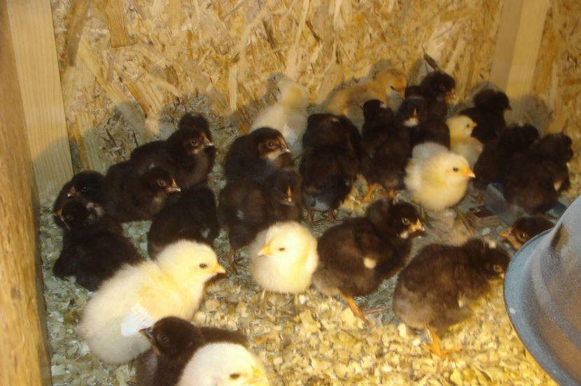  - PUI - TINERET 2017 - SERIA 1