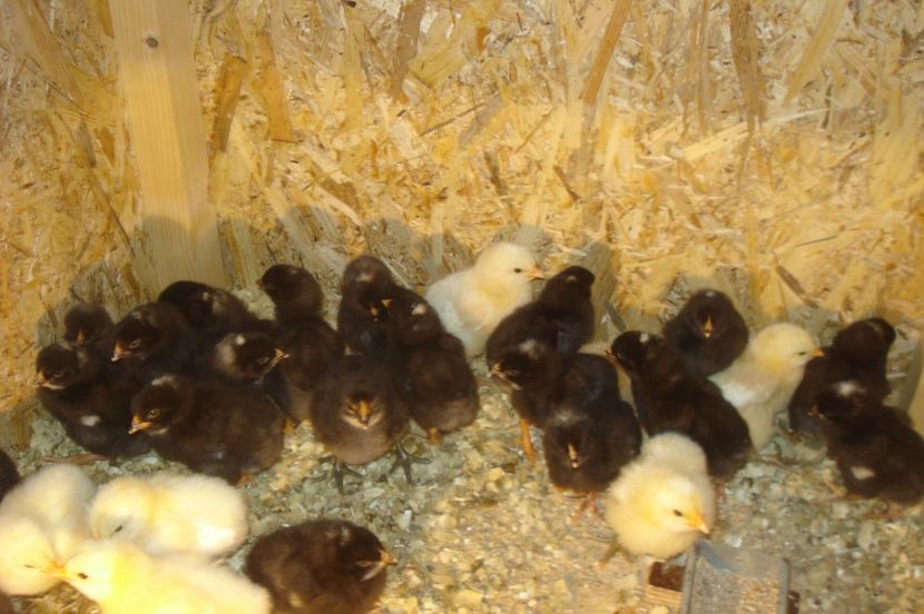  - PUI - TINERET 2017 - SERIA 1