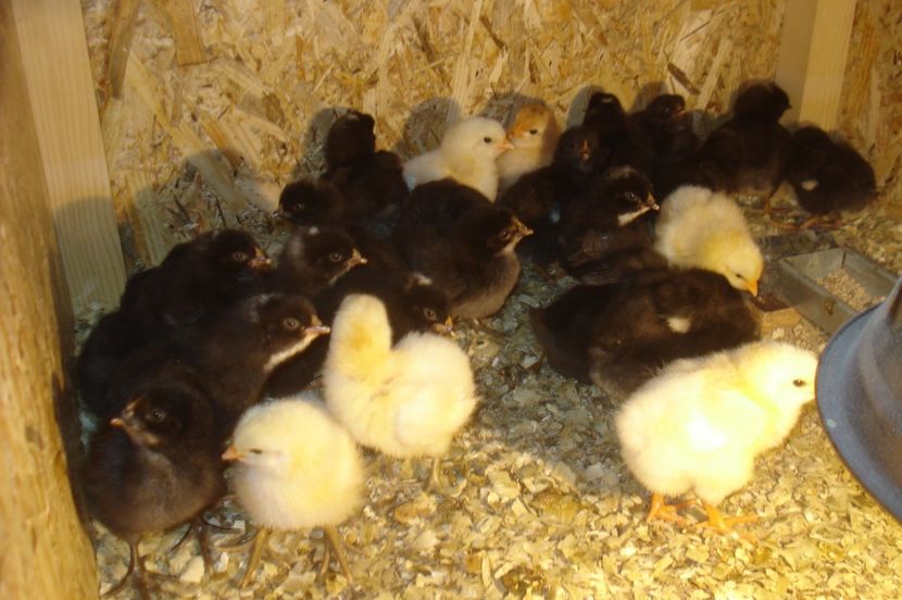  - PUI - TINERET 2017 - SERIA 1